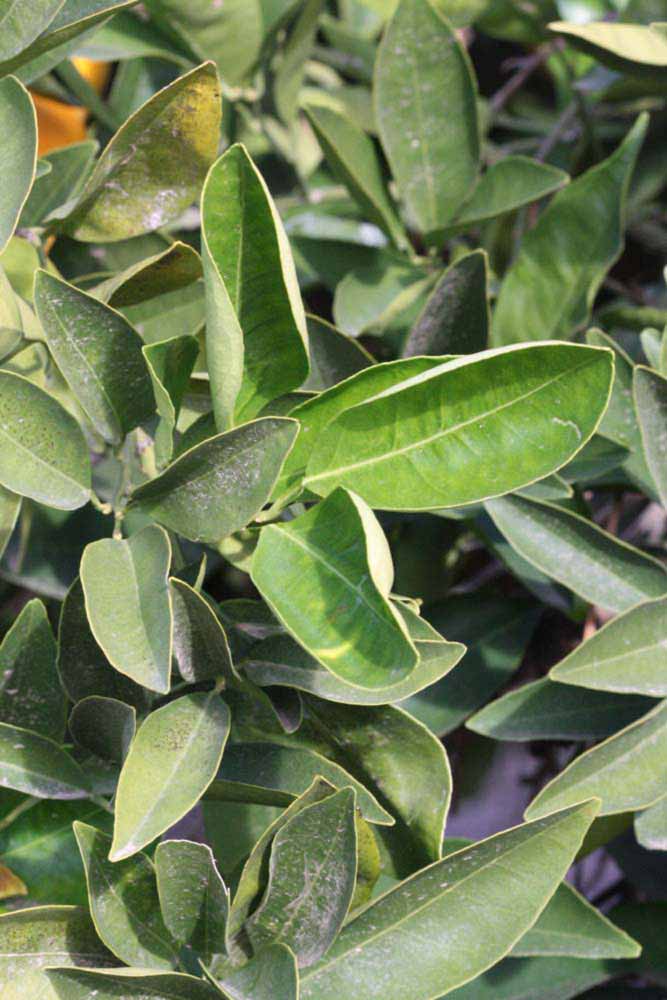            Sun leaves (Riverside, CA)   